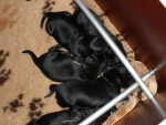 Darcy reuen 26 juni 2011